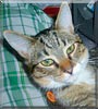 Jax the Domestic Short Hair