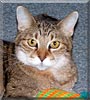 Grandma the Tabby