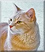 Morris the Domestic Shorthair