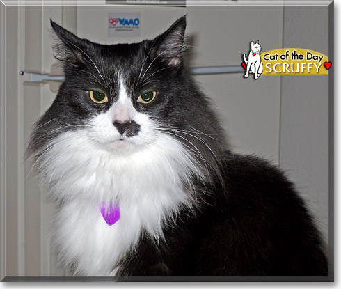 Scruffy, the Cat of the Day