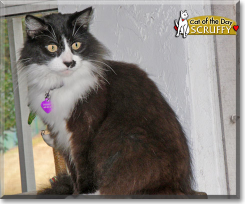 Scruffy, the Cat of the Day