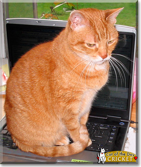Cricket, the Cat of the Day