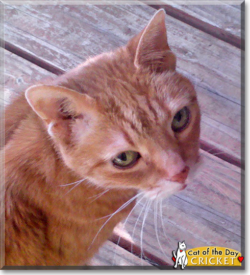 Cricket, the Cat of the Day Cricket, the Cat of the Day