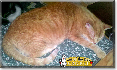 Cricket, the Cat of the Day Cricket, the Cat of the Day