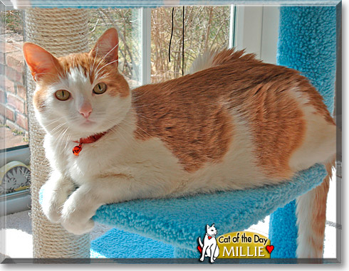 Millie, the Cat of the Day
