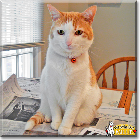 Millie, the Cat of the Day Millie, the Cat of the Day
