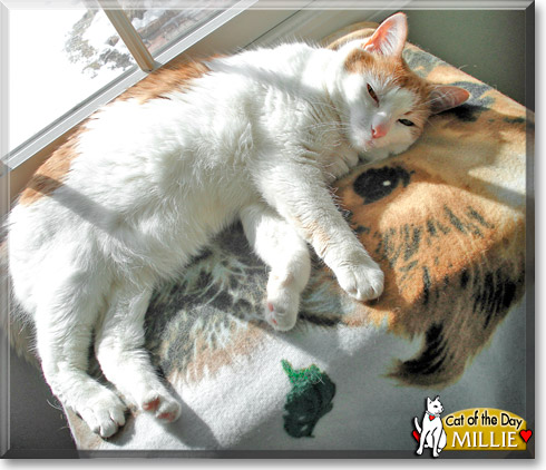 Millie, the Cat of the Day Millie, the Cat of the Day