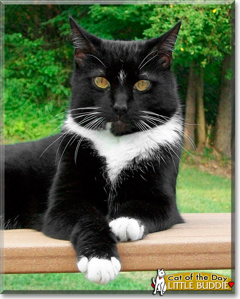 Little Buddie, the Cat of the Day