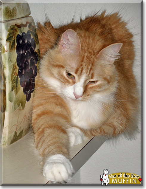 Muffin Marie, the Cat of the Day
