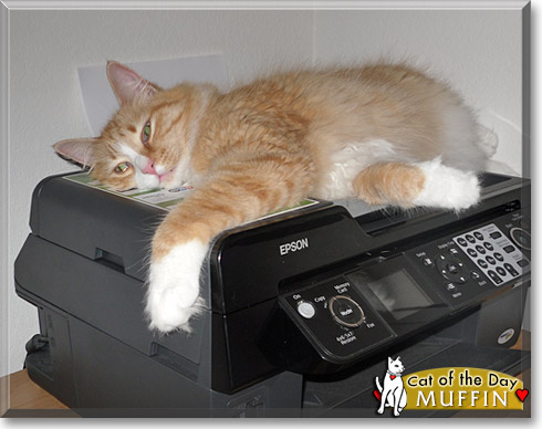 Muffin, the Cat of the Day Muffin, the Cat of the Day