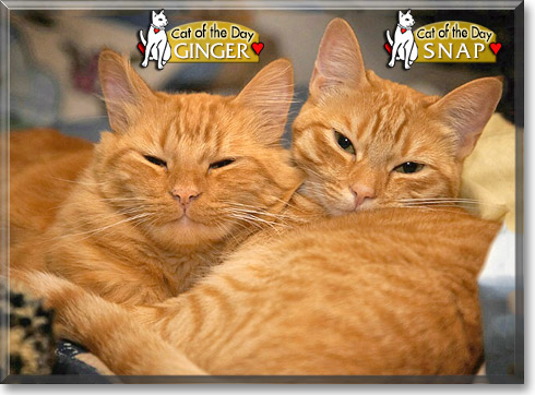 Ginger, Snap, the Cat of the Day