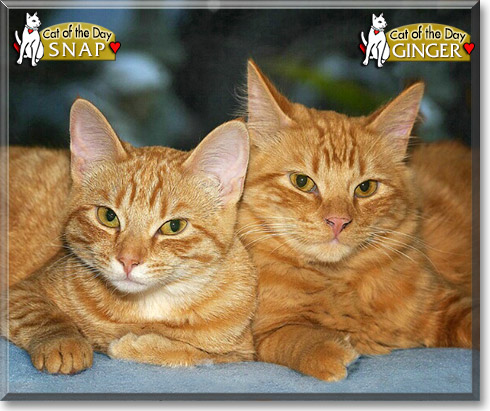 Ginger, Snap, the Cat of the Day Ginger, Snap, the Cat of the Day