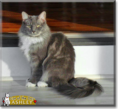 Ashley, the Cat of the Day