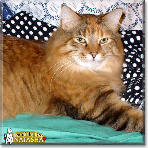 Natasha, the Cat of the Day