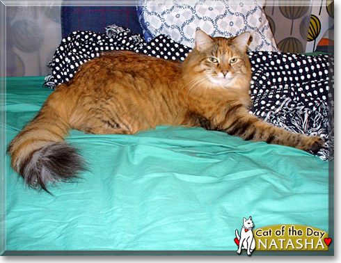 Natasha, the Cat of the Day Natasha, the Cat of the Day