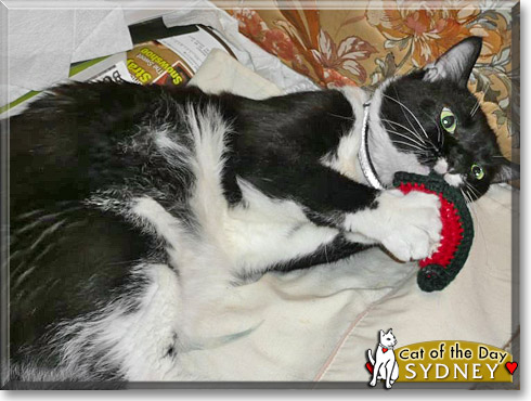 Sydney, the Cat of the Day