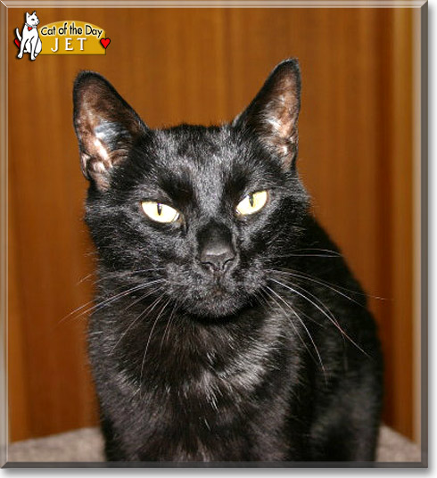 Jet, the Cat of the Day Jet, the Cat of the Day