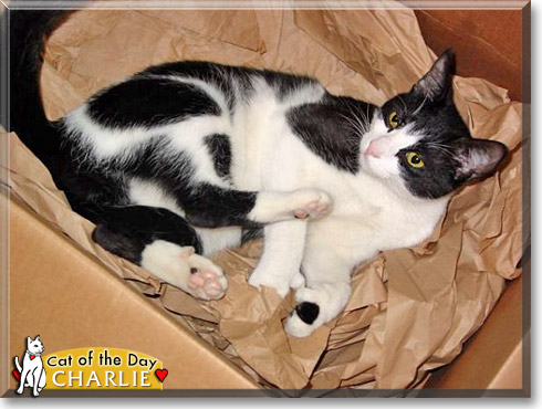 Charlie, the Cat of the Day