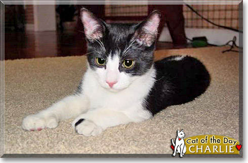 Charlie, the Cat of the Day Charlie, the Cat of the Day