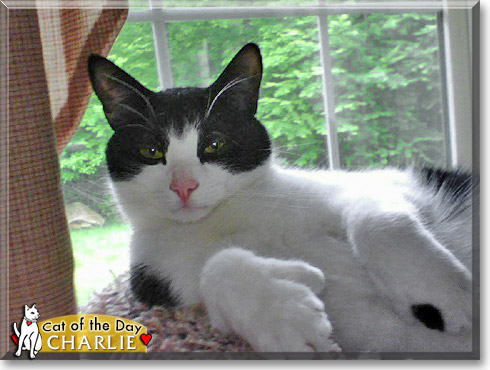 Charlie, the Cat of the Day Charlie, the Cat of the Day