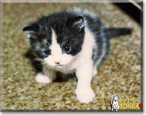 Tonka, the Cat of the Day Tonka, the Cat of the Day