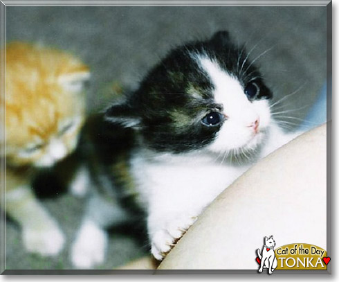 Tonka, the Cat of the Day Tonka, the Cat of the Day