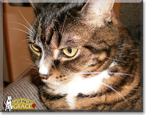 Grace, the Cat of the Day