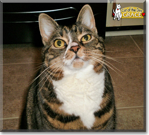 Grace, the Cat of the Day Grace, the Cat of the Day