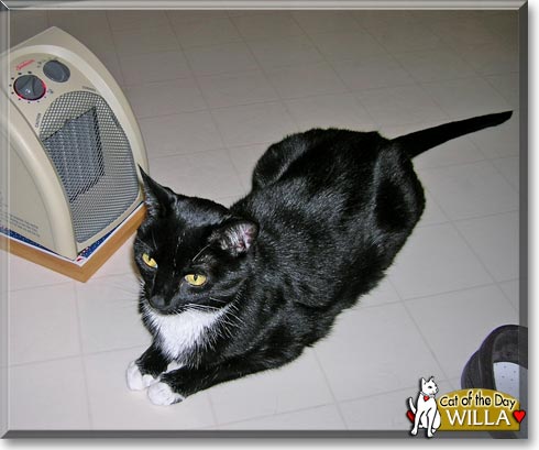 Willa, the Cat of the Day