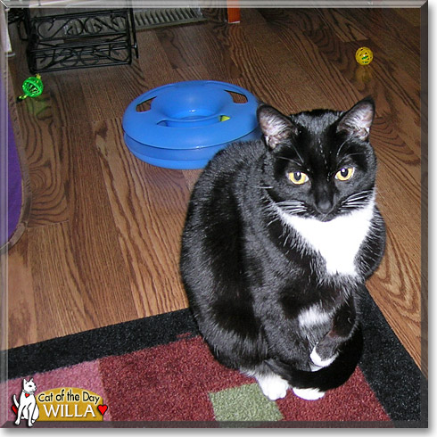 Willa, the Cat of the Day Willa, the Cat of the Day
