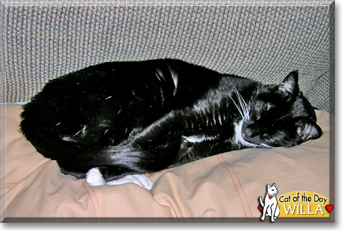 Willa, the Cat of the Day Willa, the Cat of the Day