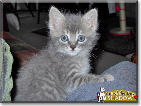 Shadow, the Cat of the Day