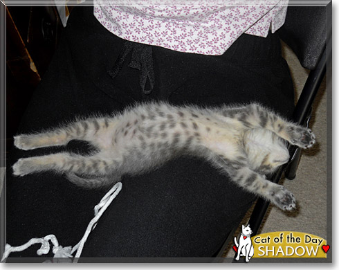 Shadow, the Cat of the Day Shadow, the Cat of the Day