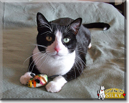 Silky, the Cat of the Day