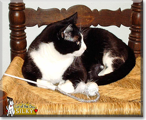 Silky, the Cat of the Day Silky, the Cat of the Day