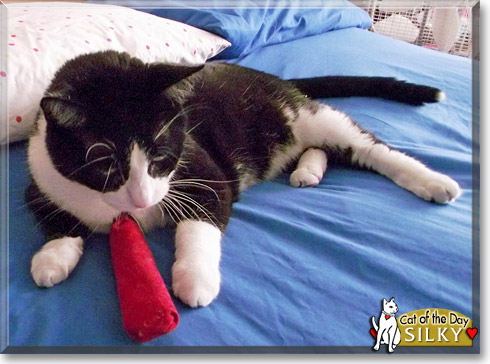 Silky, the Cat of the Day Silky, the Cat of the Day