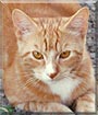 Sgt Pepper the Cat