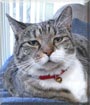 Daphne the Tabby