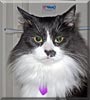 Scruffy the Maine Coon