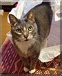 Milou the Cat