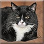 Oreo the Cat