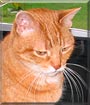 Cricket the Orange tabby