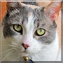 Winona the Dilute Calico
