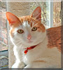 Millie the Domestic Shorthair