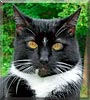 Little Buddie the Tuxedo