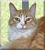 Muffin the Maine Coon