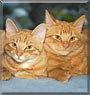 Ginger, Snap the Tabby cat