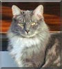 Ashley the Maine Coon