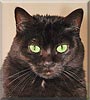 Phoenix the European Shorthair