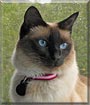 Izzy the Siamese, Balinese